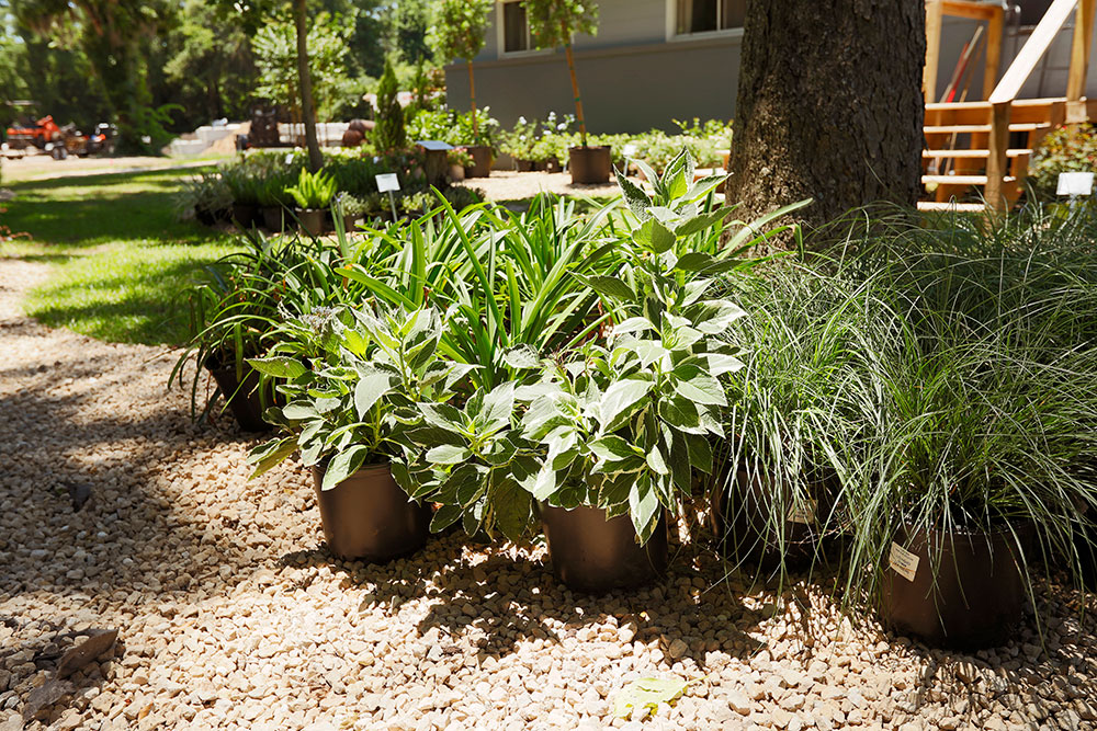 various potted plants outdoors