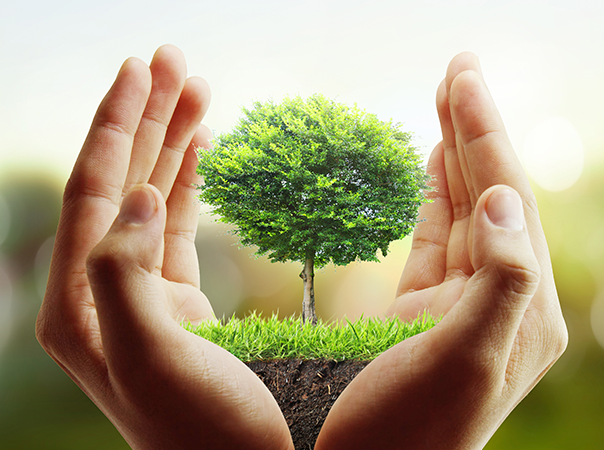 hands holding a tree