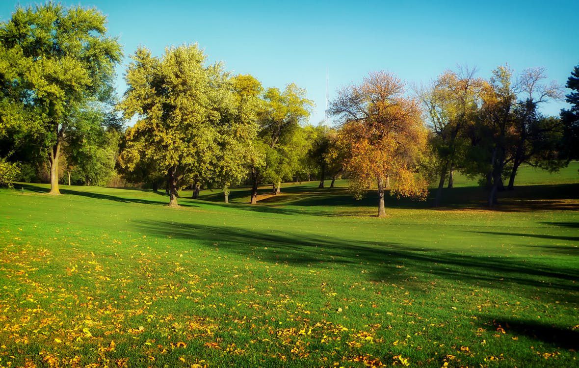 trees across a field