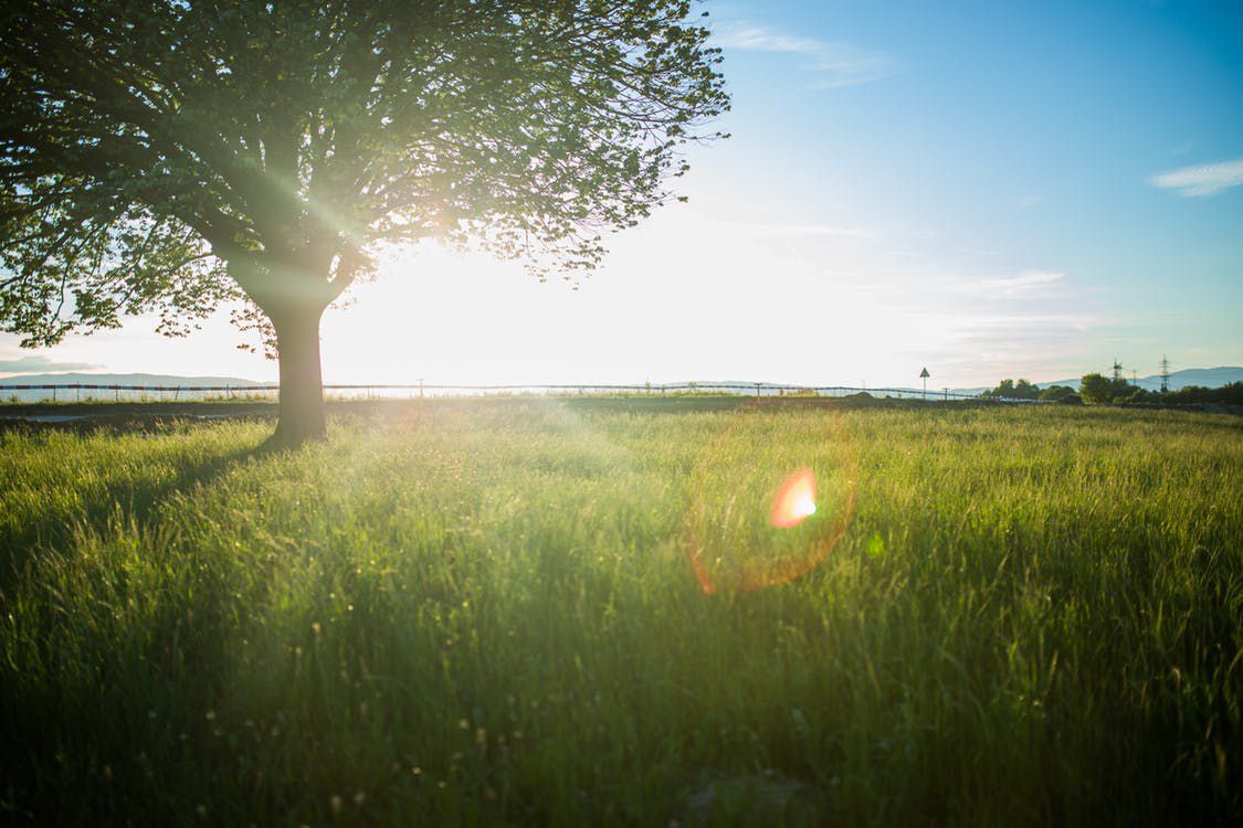 tree in a sunny field