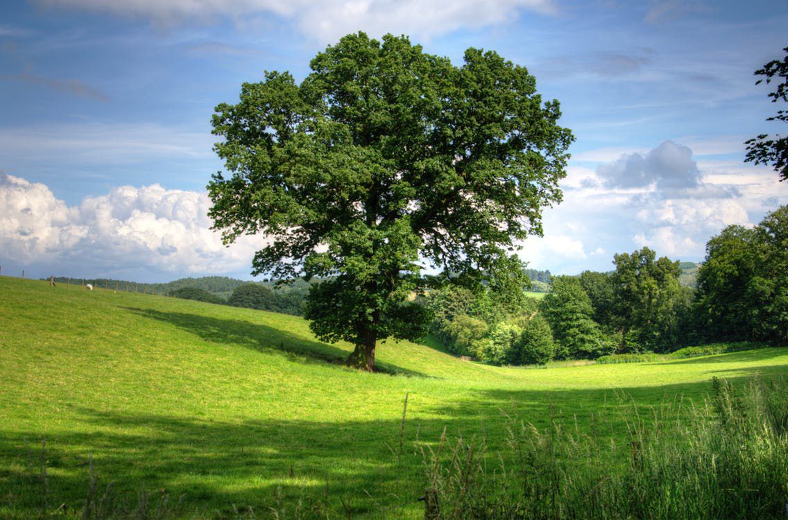 tree in a sunny field