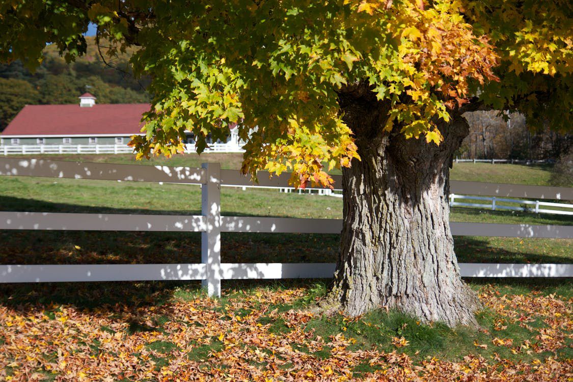 tree in autumn by fence