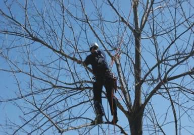 pruning broken limbs