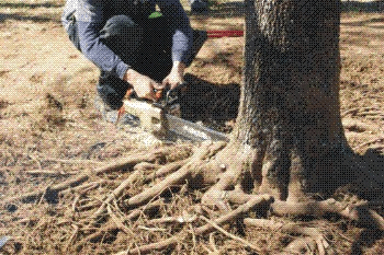 root pruning