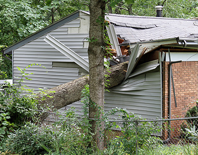 tree crashing through a roof