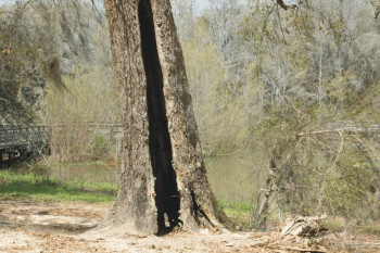 a hazardous tree