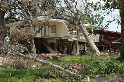 trees all over a yard